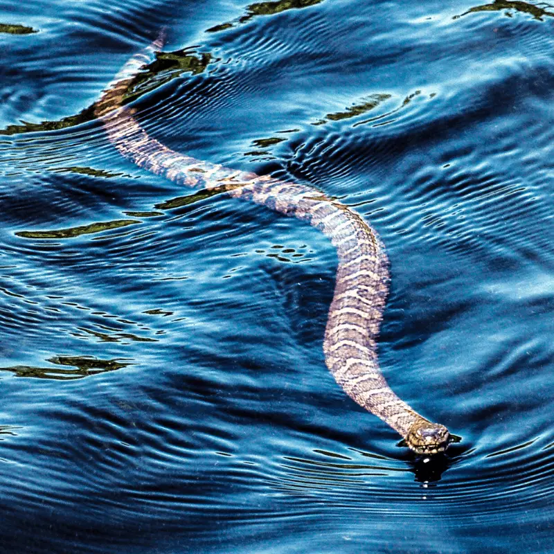 Adult Water Moccasin snake swimming in a lake