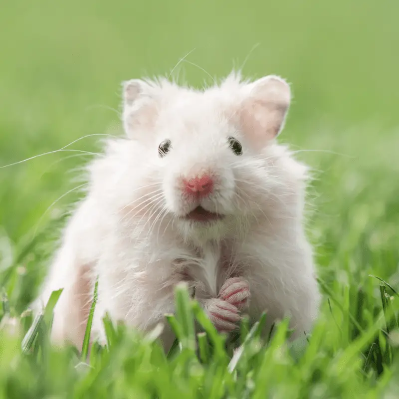 A white hamster on lawn - closeup