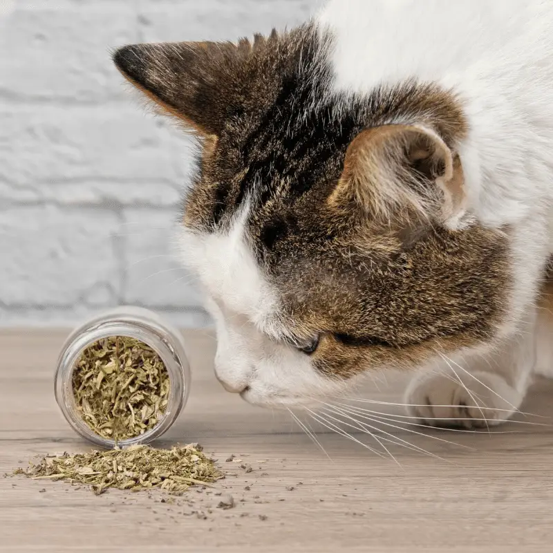 Cute tabby cat sniffing dried catnip.