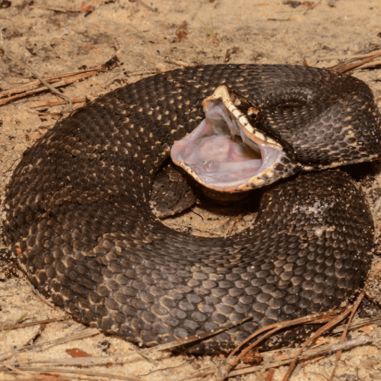 Are Hognose Snakes Good For Beginners? Petrapedia