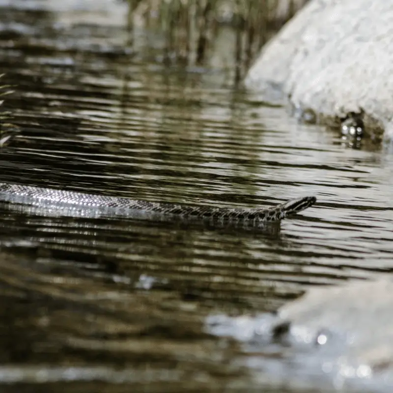 Eastern Massasauga Rattlesnake swimming in water