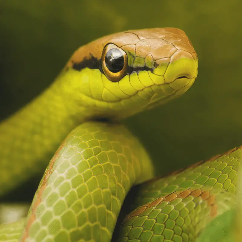 Green snake showing it face including nose