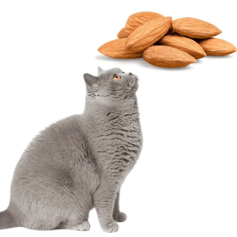 Grey sitting cat looking up at some almonds