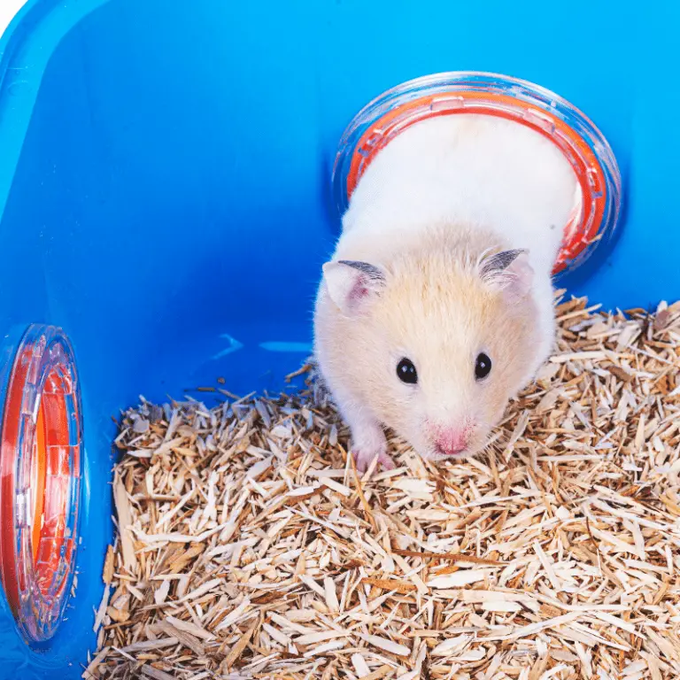 Can Hamsters Live Together In The Same Cage? (Warning) Petrapedia