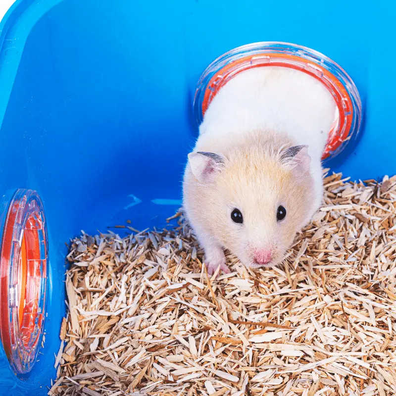 Hamster in cage, going through a tunnel onto sawdust
