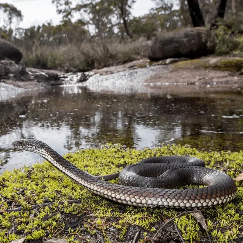 Australian Highlands Copperhead snake next to a pond in its inhabitant