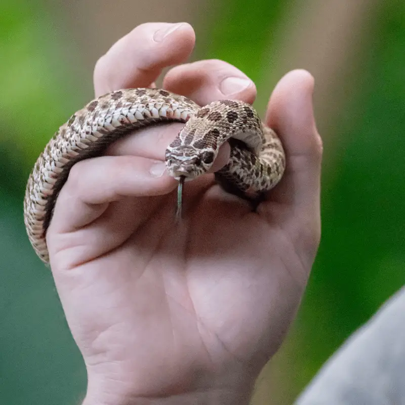 A baby Hognose Snake being held