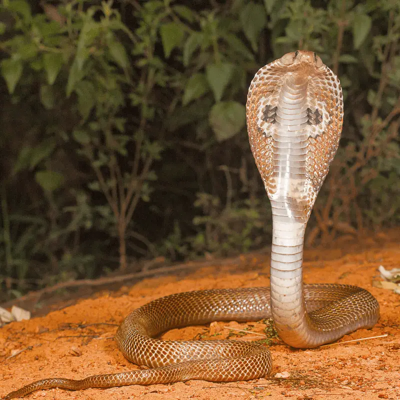 Indian cobra with hood out