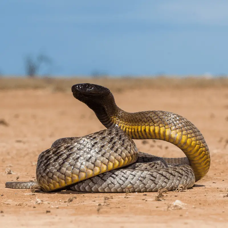 Inland taipan in the desert with blue sky's, view full of snake, with yellow belly