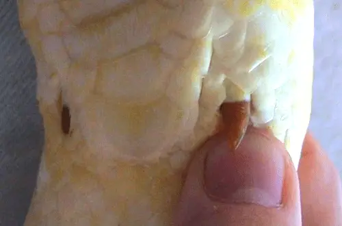Albino Python Spurs close up