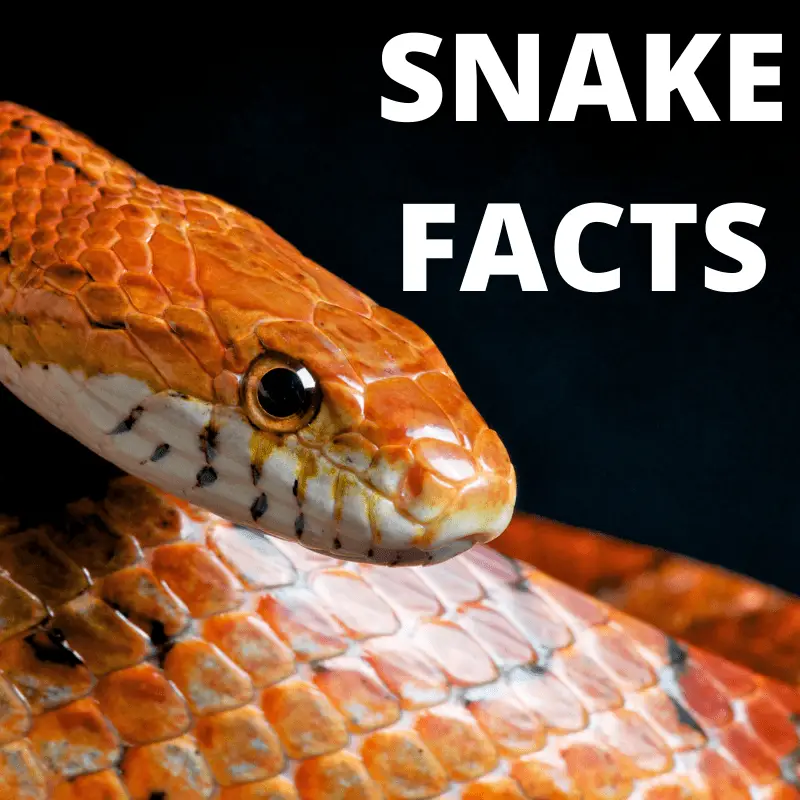 an orange snake and text saying - snake facts