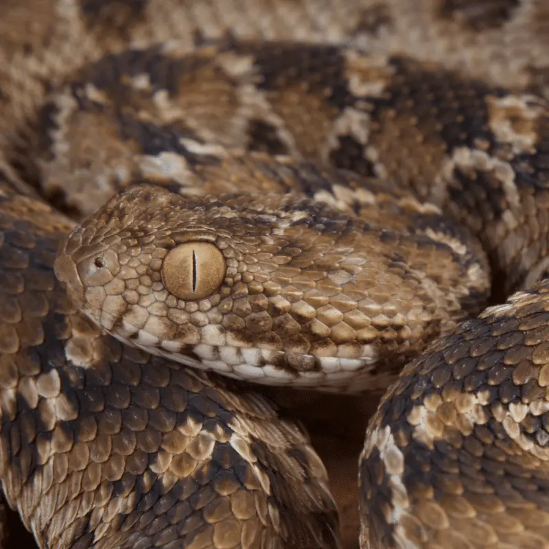 Saw scaled viper close up of eye, head and scales