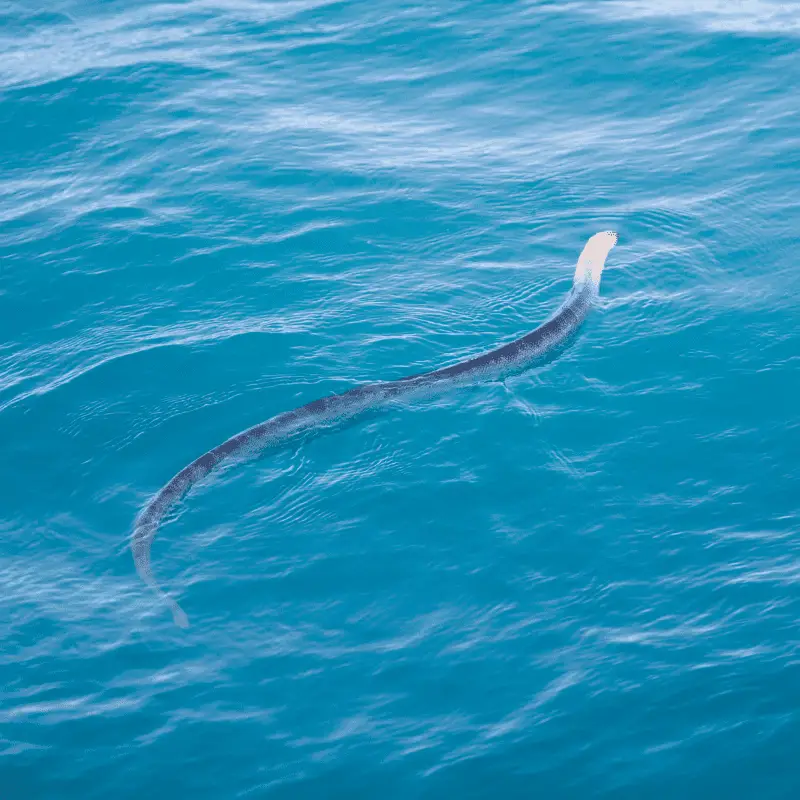 A sea snake in the water
