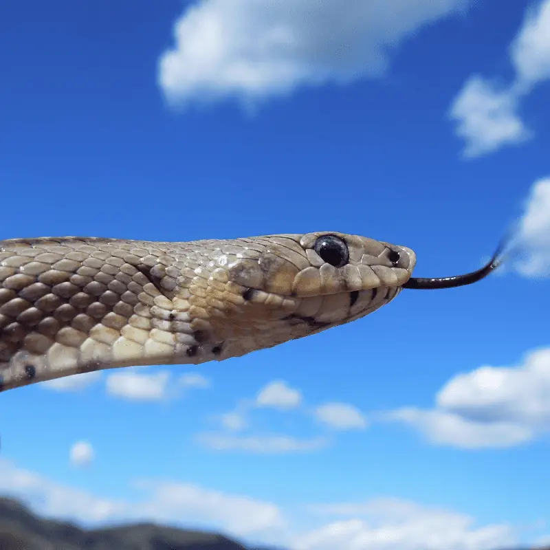 Snake in flight