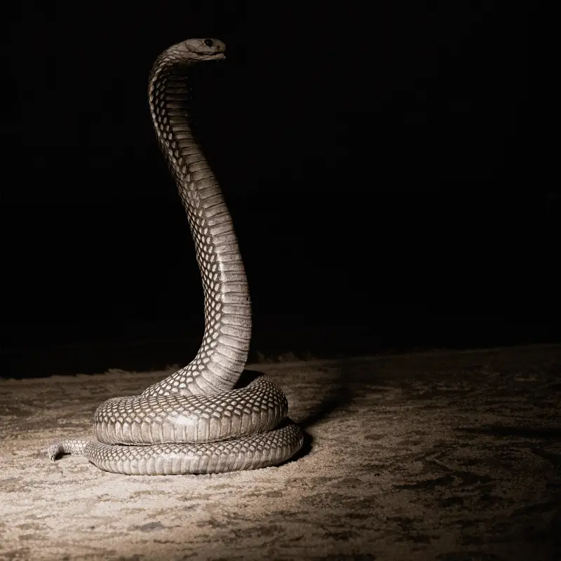 Snake sitting with head up at night