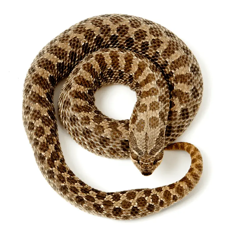 hognose snake full view curled up
