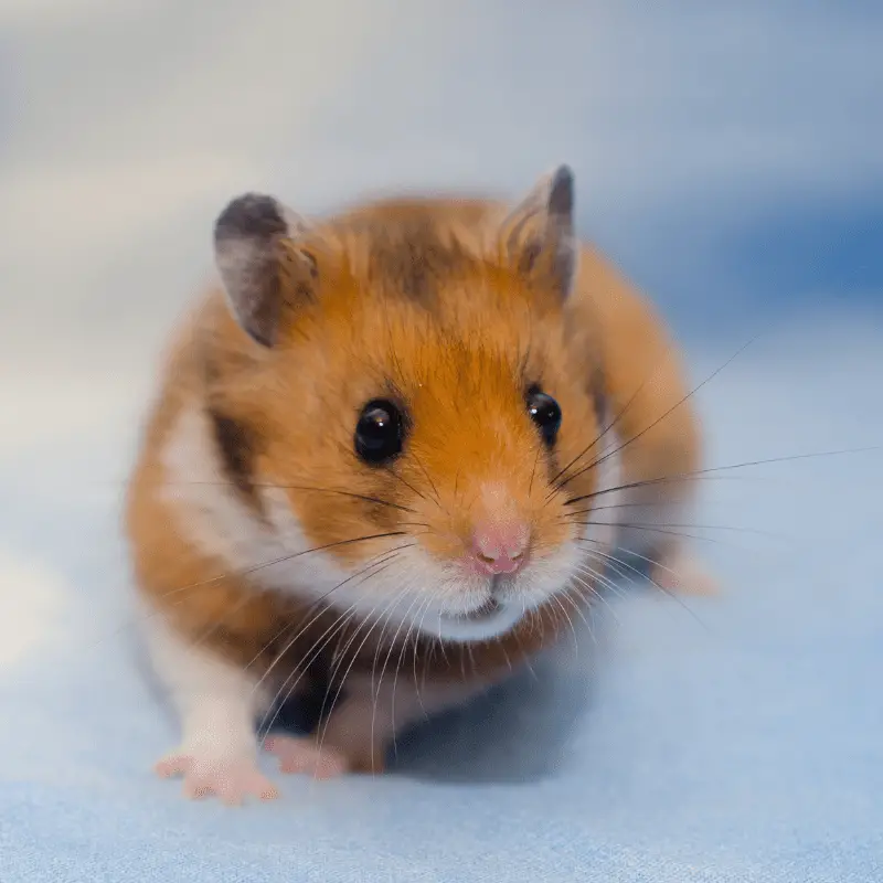Cute tiny Syrian hamster on a blue background