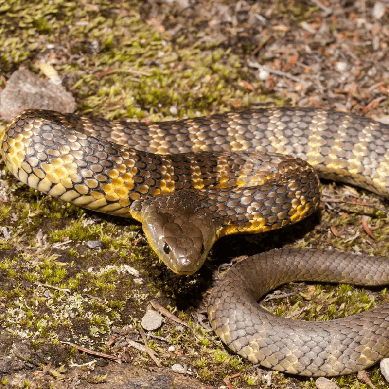 Tiger snake on some grass