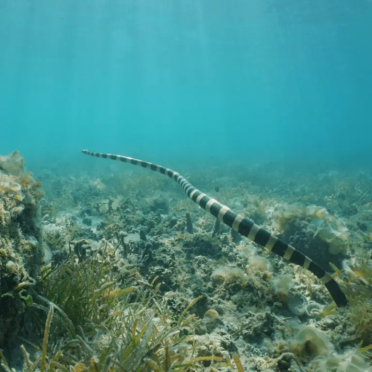 Can Snakes Breathe Underwater? Petrapedia