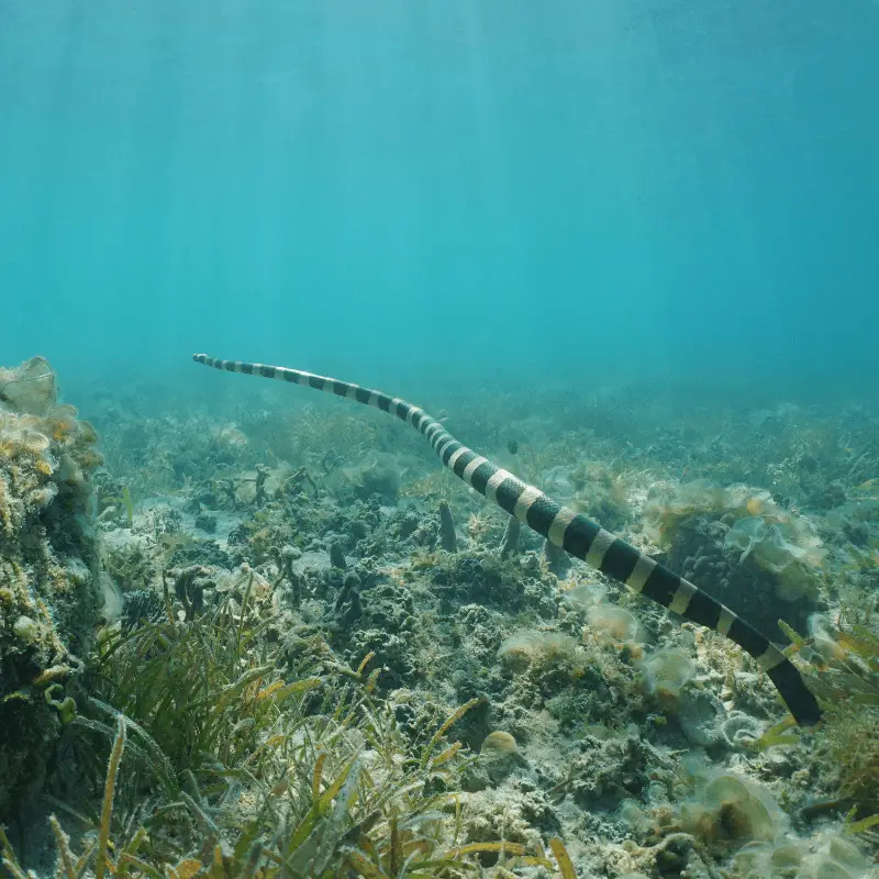 Underwater sea snake swimming over the seabed