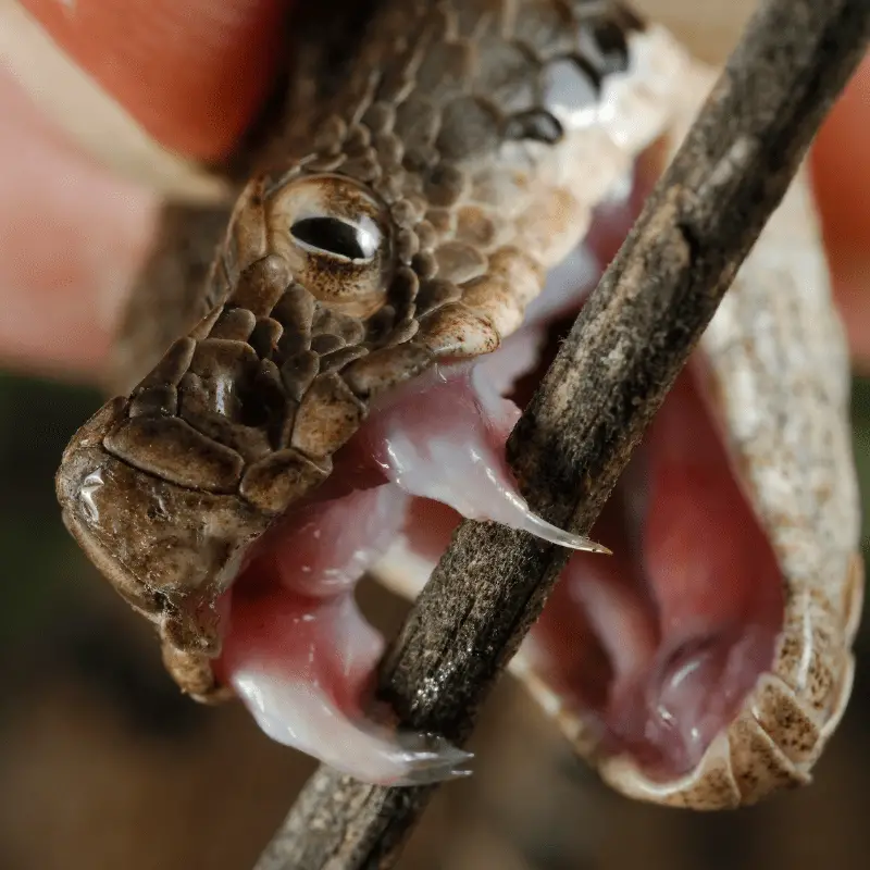 A snake biting a stick with the fangs showing