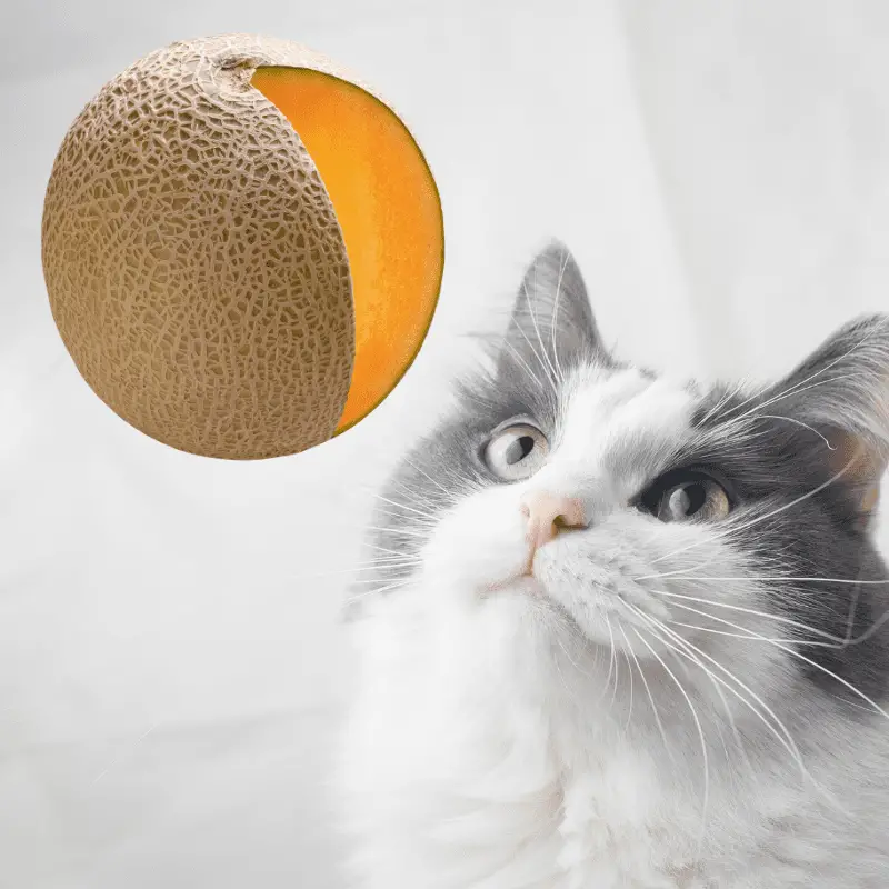 Grey and white cat looking at a cantaloupe melon