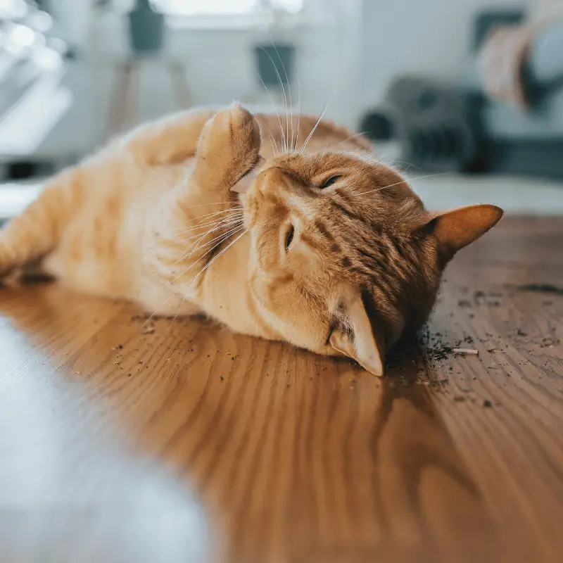 Ginger cat rolling in catnip