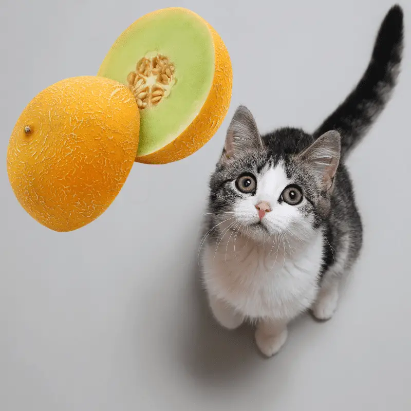 A cat looking up at a honeydew melon