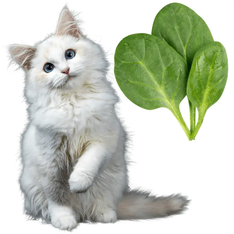 A cute white cat and fresh spinach