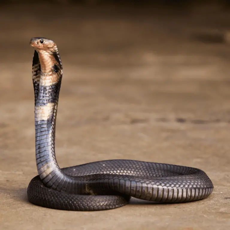 Indian Cobra Information - Petrapedia