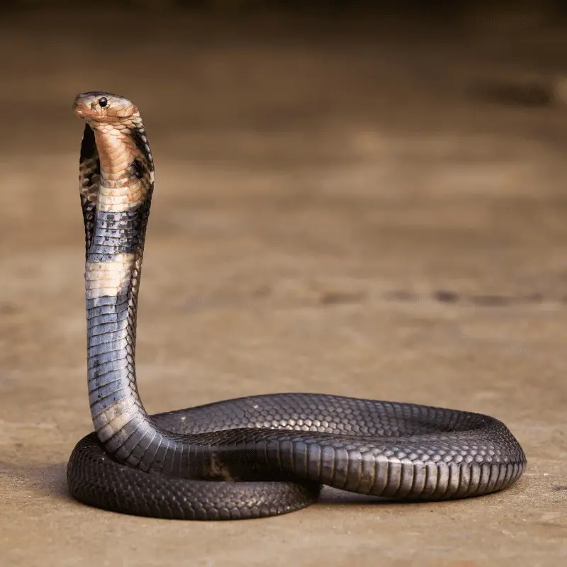 Indian King Cobra