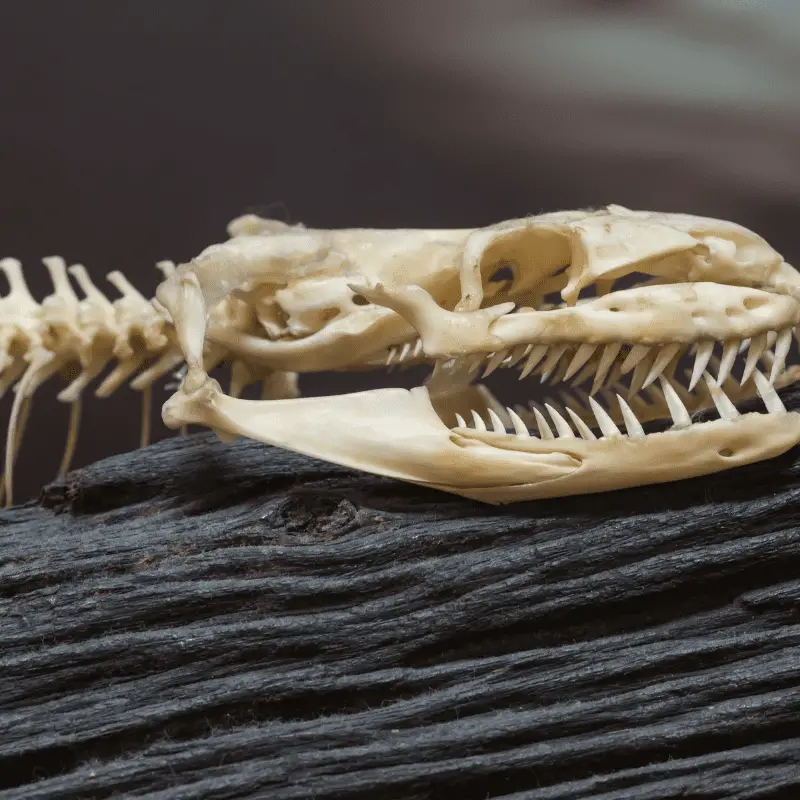 skeleton of a snake with rows of teeth