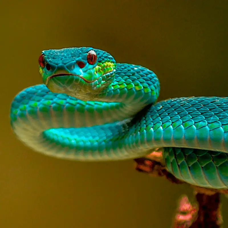 Blue and green snake, close up looking at camera