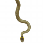 Why Don't Snakes Have Legs? - Petrapedia