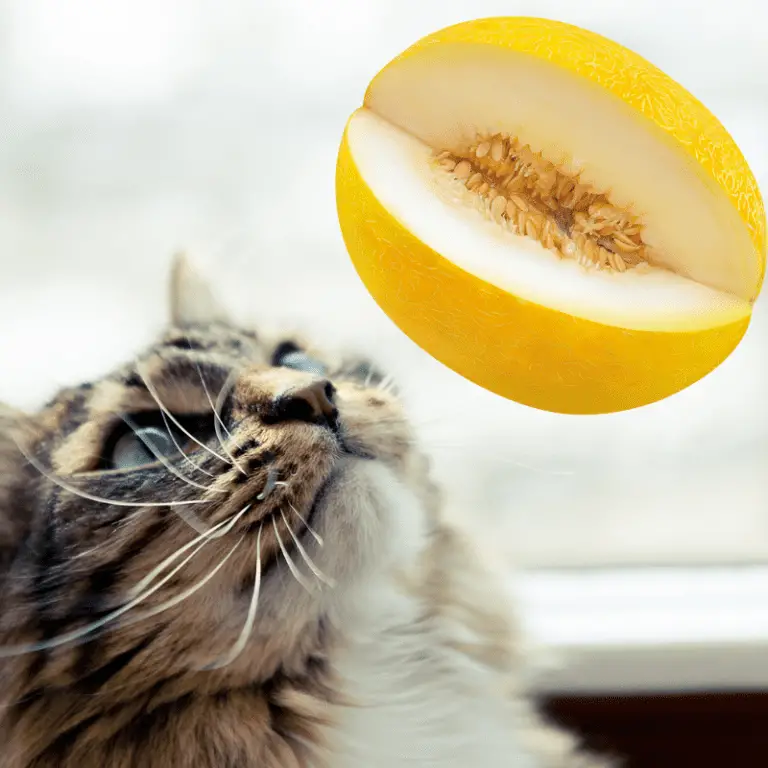 Is yellow melon good for cats?