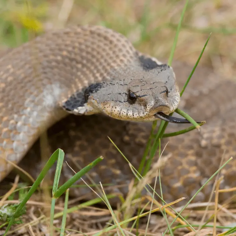 Hognose Snake Information Petrapedia