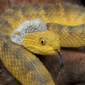 How Often Do Snakes Shed Their Skin? (Shedding Process) - Petrapedia