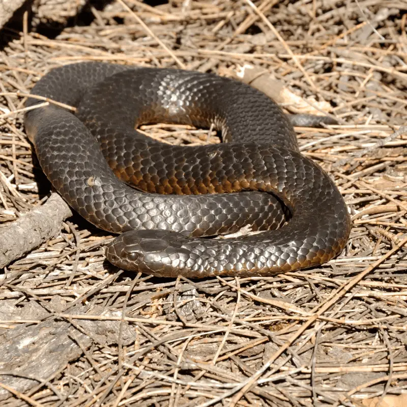 a Black Tiger Snake soaks up the sun on the Tasman Peninsula of Tasmania, Australia