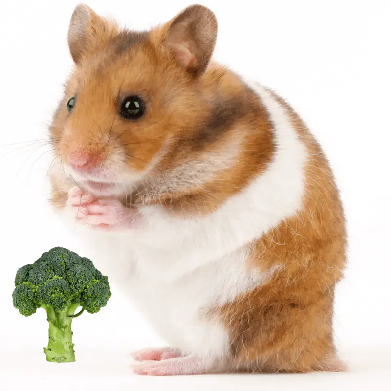 Broccoli and a hamster