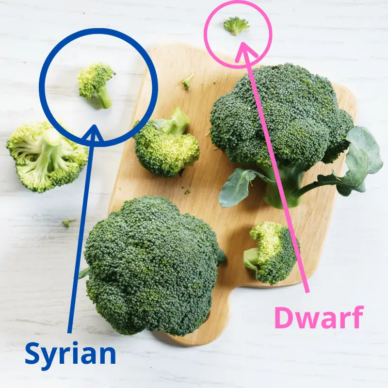 Chopping board with several florets of broccoli, two pieces circled for the recommended amount to feed a Syrian hamster and a dwarf hamster. 