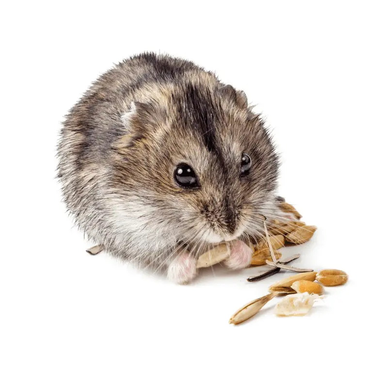 Campbell Dwarf Hamster eating some seeds, white background