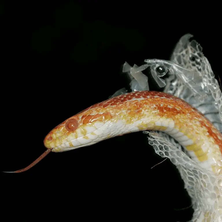 How Often Do Snakes Shed Their Skin? (Shedding Process) Petrapedia