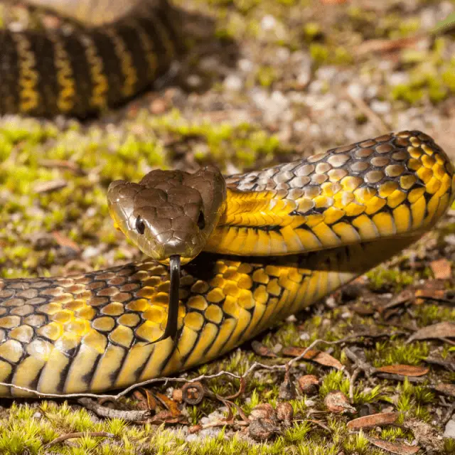 Tiger Snake Information - Petrapedia