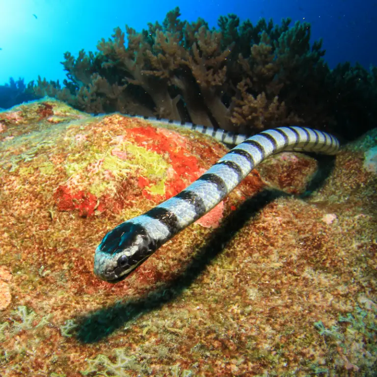 Faint Banded Sea Snake Information Petrapedia   Faint Banded Sea Snake Coral Reef 768x768 