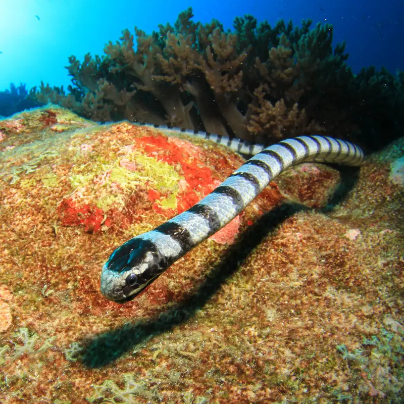 Faint banded sea snake swimming in the coral reef