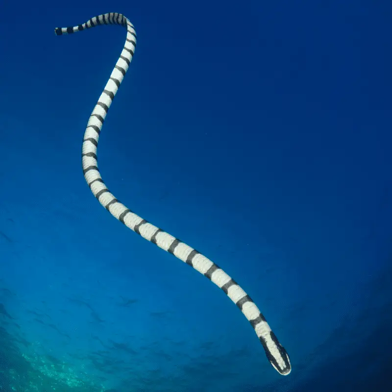 Banded Sea Snake swimming underwater