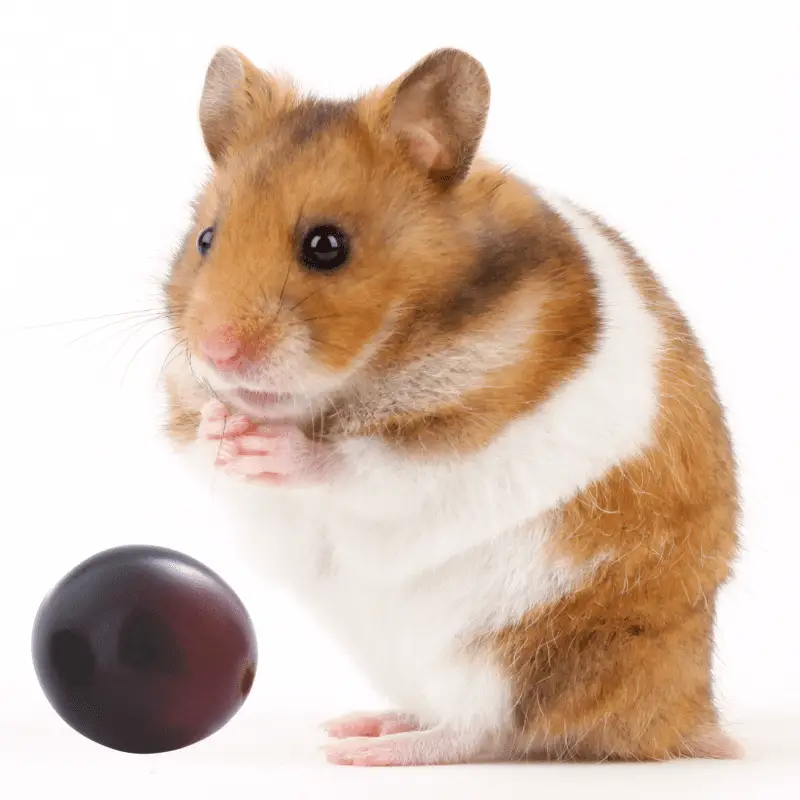 Syrian Hamster with a red grape