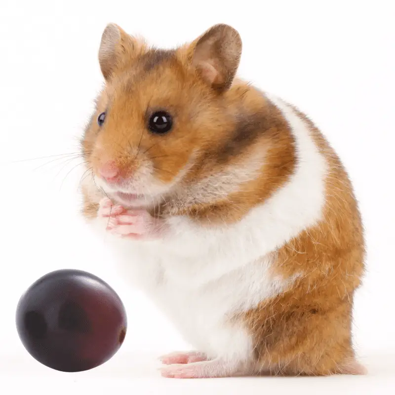 do hamsters eat grapes