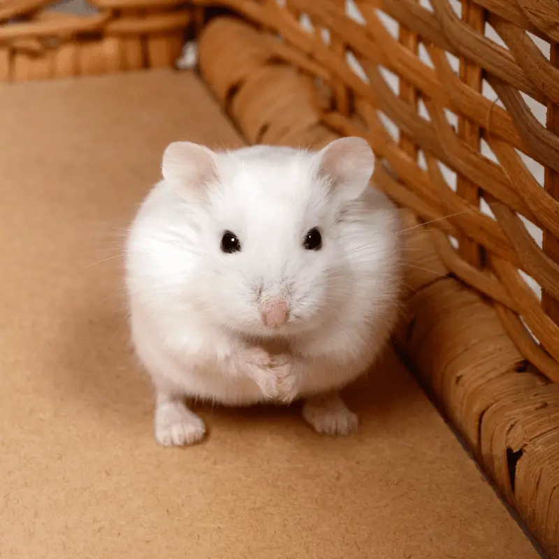 A cute white Roborovski dwarf hamster, looking at camera in a basket