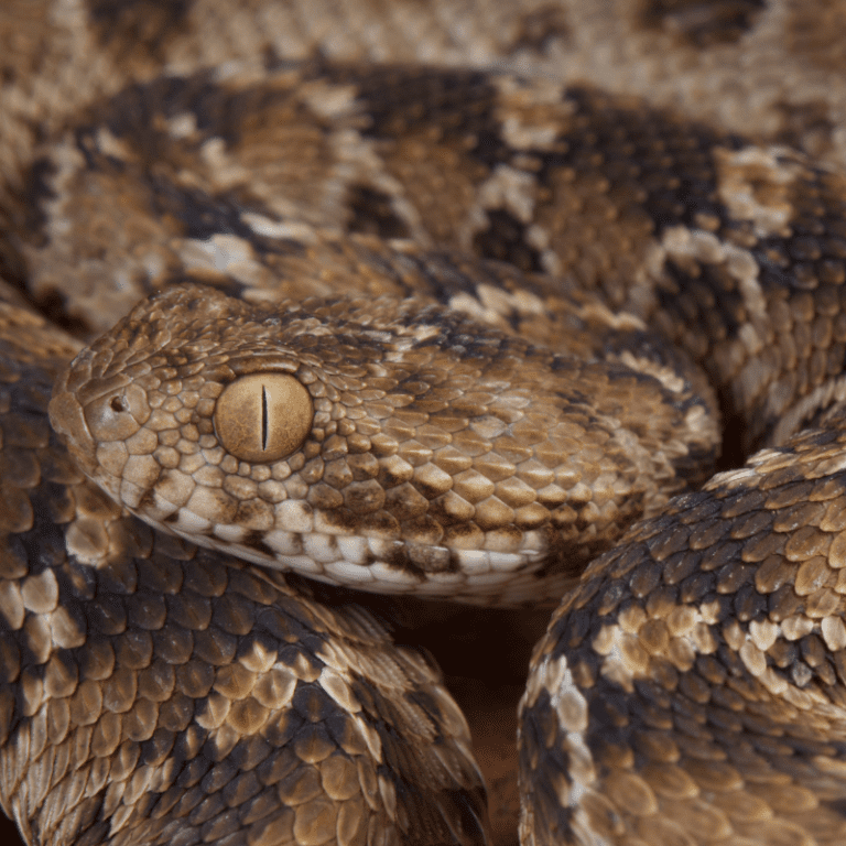 SawScaled Viper Information Petrapedia